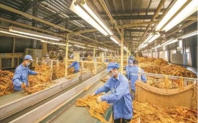 Bộ Công Thương lấy ý kiến về hạn ngạch thuế quan nhập khẩu thuốc lá nguyên liệu năm 2025