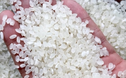Giá gạo Nhật Bản tăng 'sốc', gạo Việt liệu có cơ hội?